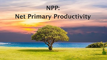 Net Primary Productivity