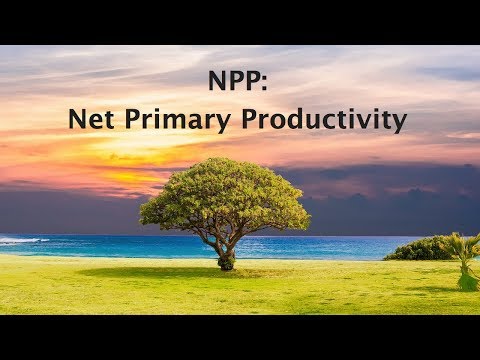 Video: Voor netto primaire productiviteit is de opgevangen energie?