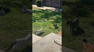 Cat vs Gopher
