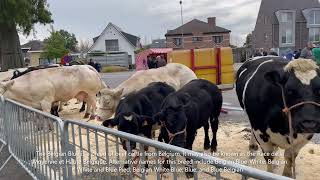 #Belgium Blue# The Cow Breed  In a Yearly Traditional Market, in Belgium