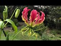 Gloriosa lily  how to grow and care    tuber to flowering flame lily