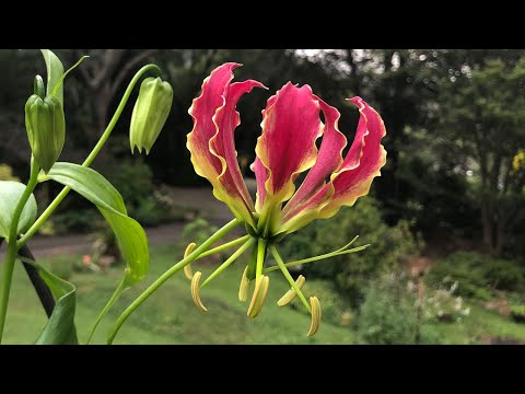 Gloriosa Lily - How to Grow and Care   - Tuber to Flowering (Flame Lily)