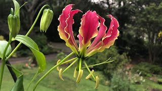 Gloriosa Lily - How to Grow and Care   - Tuber to Flowering (Flame Lily)