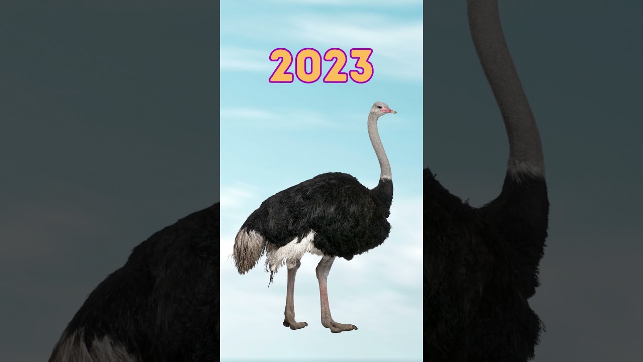 2023 Ostrich vs 5000 bce Ostrich