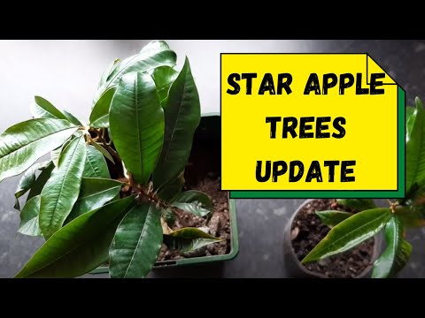 Star Apple Trees Update