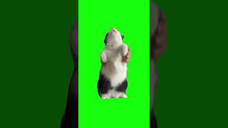 Crazy Right Meow (Cat Dancing To Crazy In Love) | Green Screen