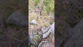 Wild Elk Unbothered at Dream Lake - Rocky Mountain National Park Encounter #wildlife #nature #shorts