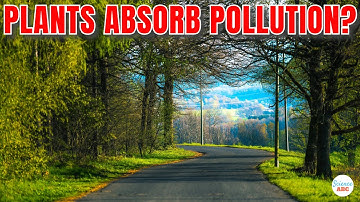 Do Plants Next To Roads ABSORB Pollution And Become HARMFUL?
