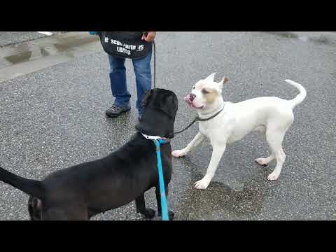 Marley A693042 10 Month Old Male American Bully Still Needs Help Fractured Hip Needs Surgery