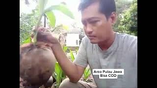 "Promo Bibit Kelapa Genjah Entok – Harga Terbaik, Kualitas Terjamin!"