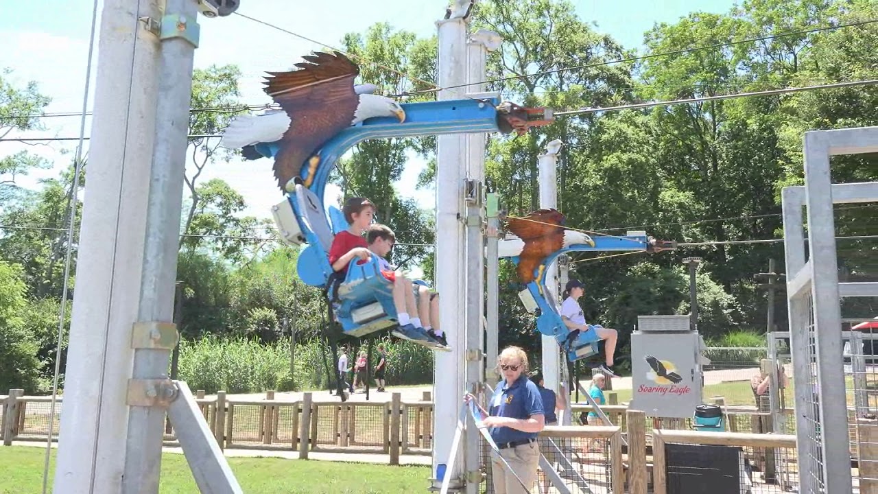 Soaring Eagle Nashville Zoo Tennessee YouTube