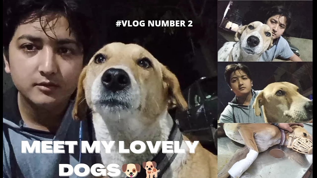 Meet My Lovely Dogs | Cute dogs | Street Dogs | 