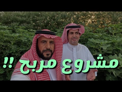 15شجرة تين بداية المشروع