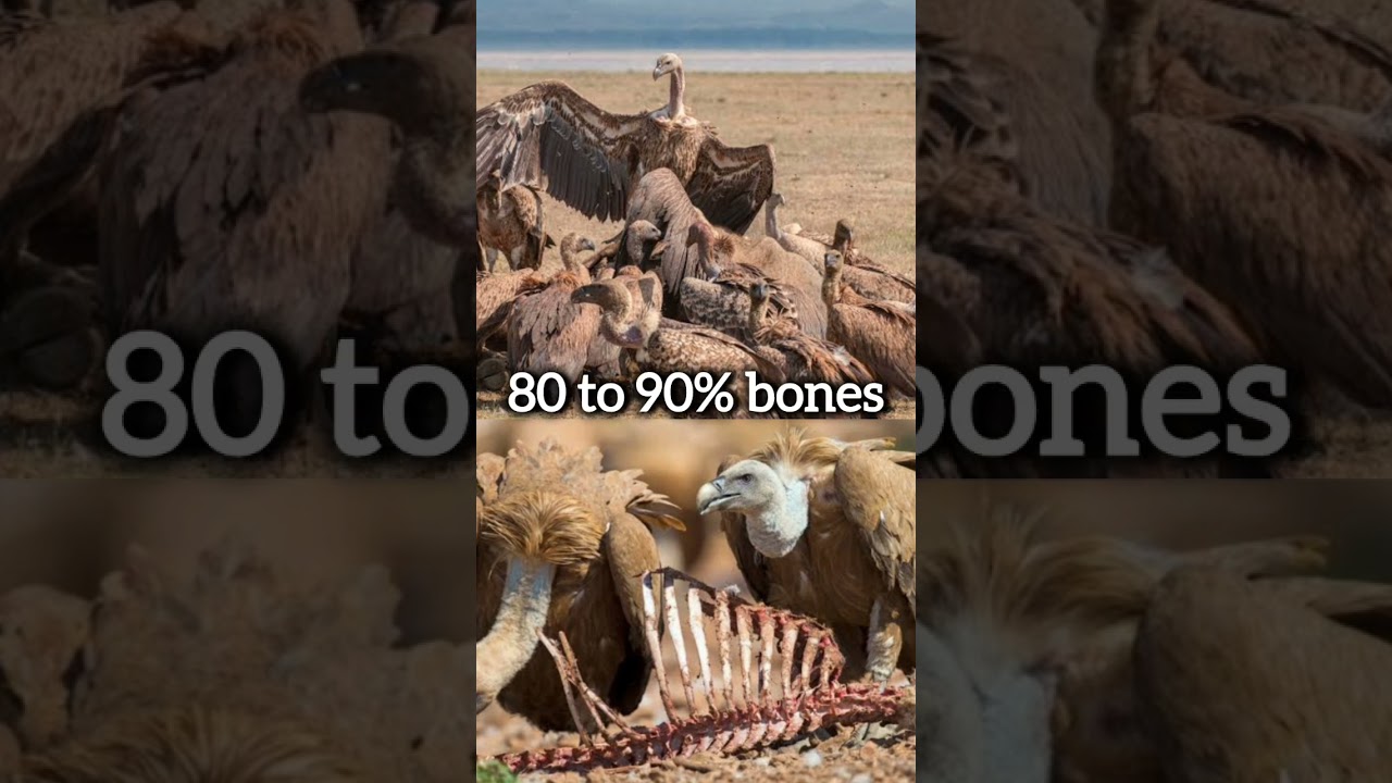 The Ruppell's vulture😳||highest-flying bird