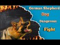 Street dogs vs german shepherd dog fight  masti with eva