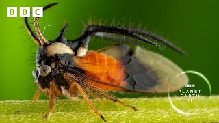 Bugs team up with BEES to protect their young  | Planet Earth III  BBC