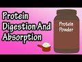 Protein Digestion And Absorption - Protein Metabolism