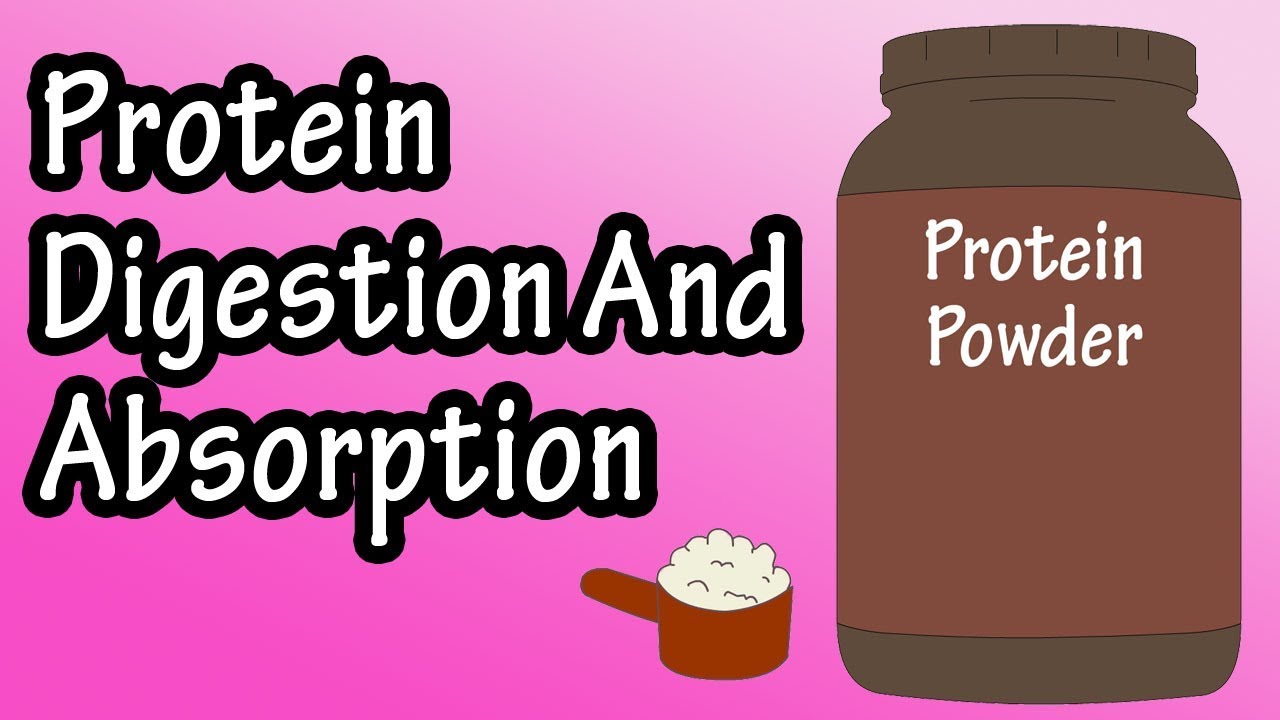 Protein Digestion And Absorption - Protein Metabolism