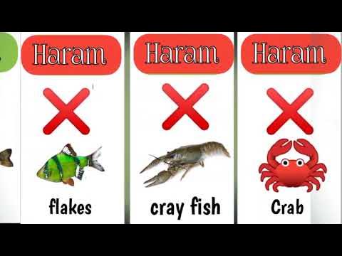 islam mein kon sa machli (Fish) Seafood halal and haram hai
