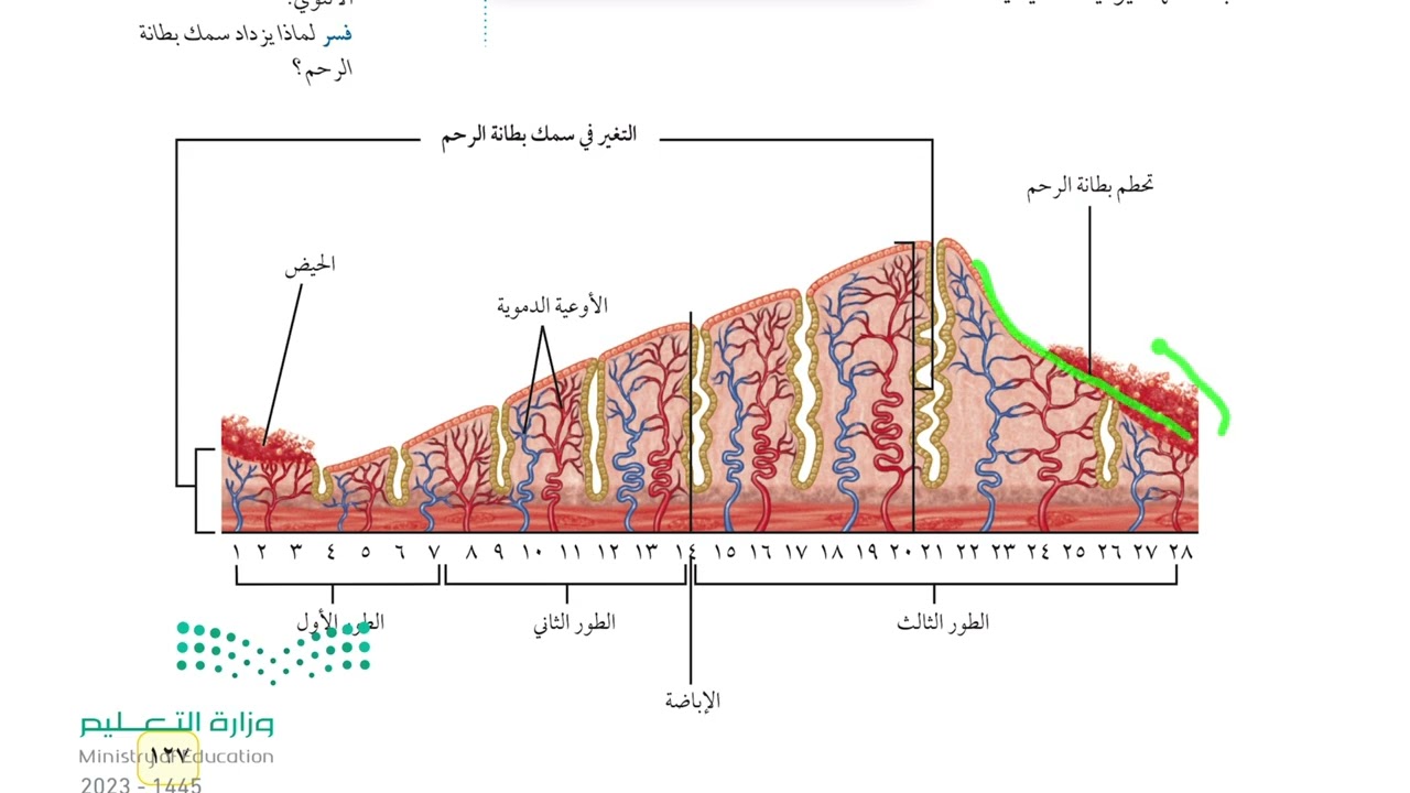 جهاز الغدد الصم والتكاثر (٣) علوم ثاني متوسط 1445