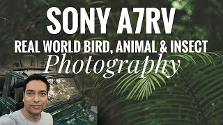 Sony A7RV - User review of bird, wildlife,  insect and macro photography