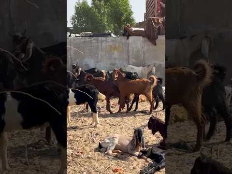 ماعزتان تواجهان بعضهما داخل الحظيرة بأسلوب اللعب