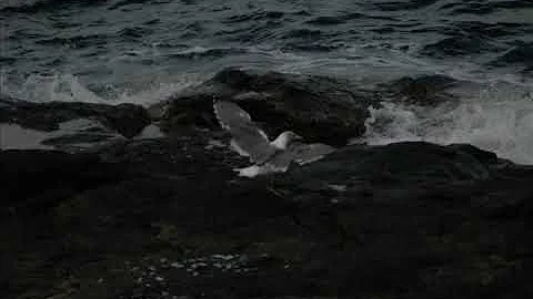 Jason Gentile  -  "flyin around peacefully just af...