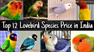 Top 12 Love Birds Species Price in India 2022 screenshot 1