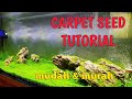 Aqua Scape carpet seed | sangat muda & murah