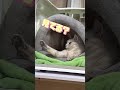 肉球を見せつけてくる猫#shorts