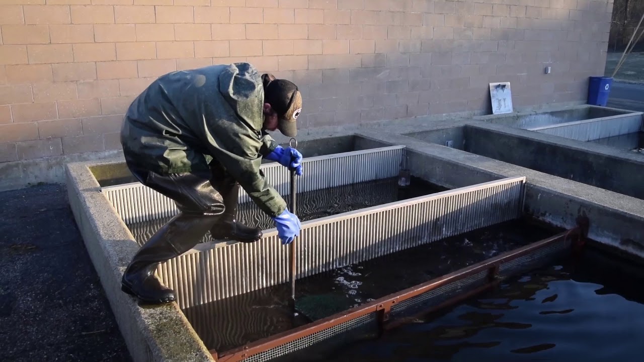 All of New Jersey's stocked trout are raised in Warren County, at