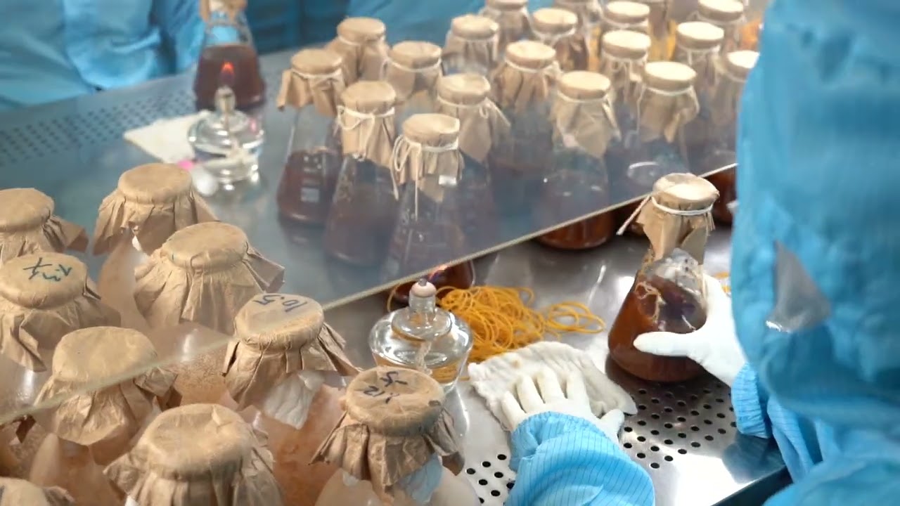 Our Factory about how to produce red yeast rice （plants extract）