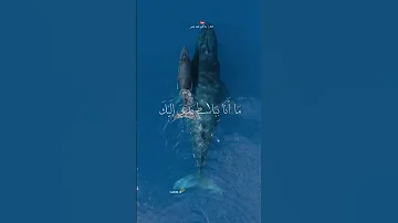 ق ال إ ن م ا ي ت ق ب ل الل ه سيد سعيد 