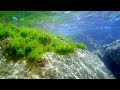 Чёрное море и его подводные обитатели