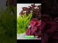 Begonias Dimetris #begonia