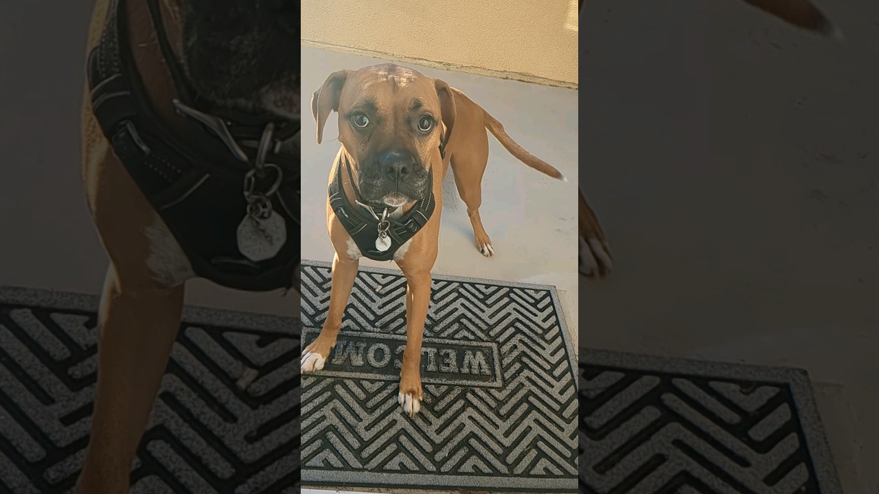 Boxer sez "hi" to Boogie