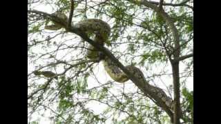 Python trying to eat eggs of birds.MOV