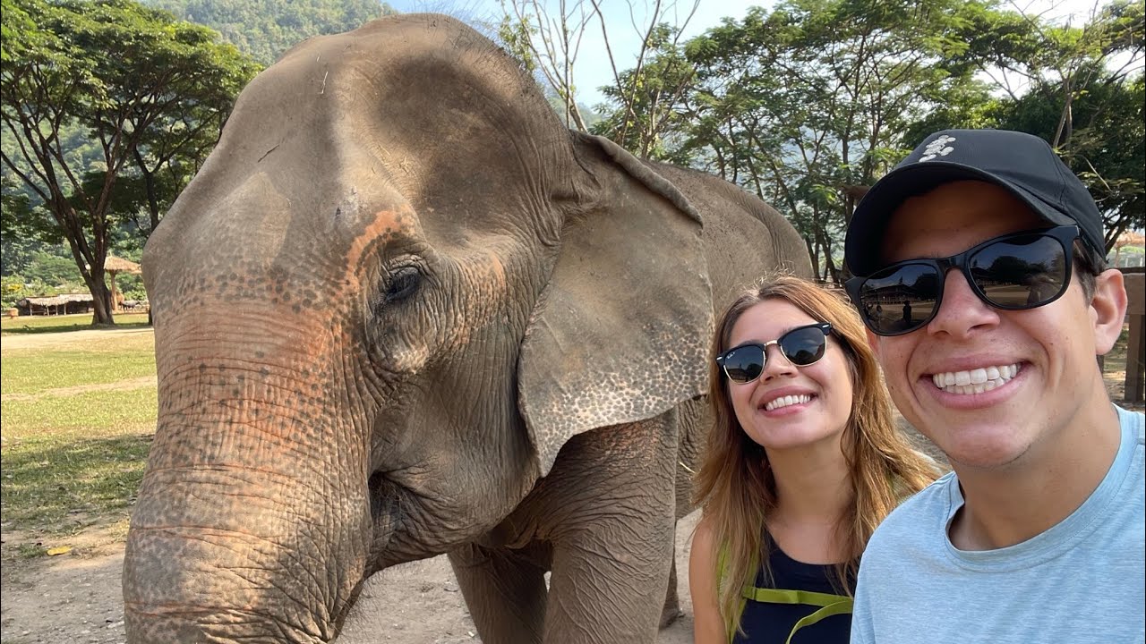 Elephants In Chiang Mai