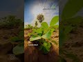 FARMING#LIFE#🌿DESI#B OY#🖤New#viral#shorts#🙏## TRANDING #SONG,👑###life