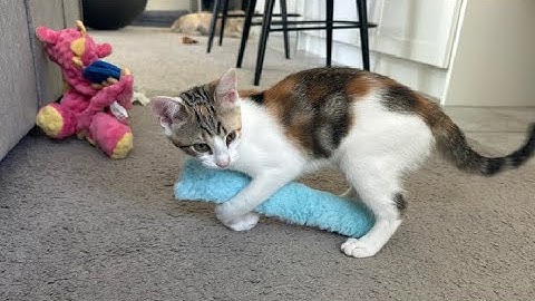 Retro Shaw Cat Toys Pillows 3 Pcs, Refillable Catnip Toys with Crinkle Sound Inside Review