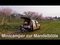 Mandelblüte in der Pfalz im Minicamper – Du glaubst nicht, wie schön es ist!