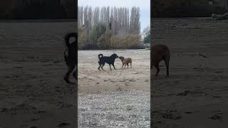 Rottweiler Vs Staffyx Playing In The Sand