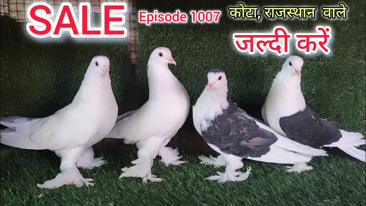 💥SALE 💥 Episode 1007❤️ कोटा, राजस्थान से 📞 9529449030