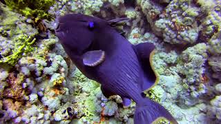 A blue triggerfish in the Red Sea.