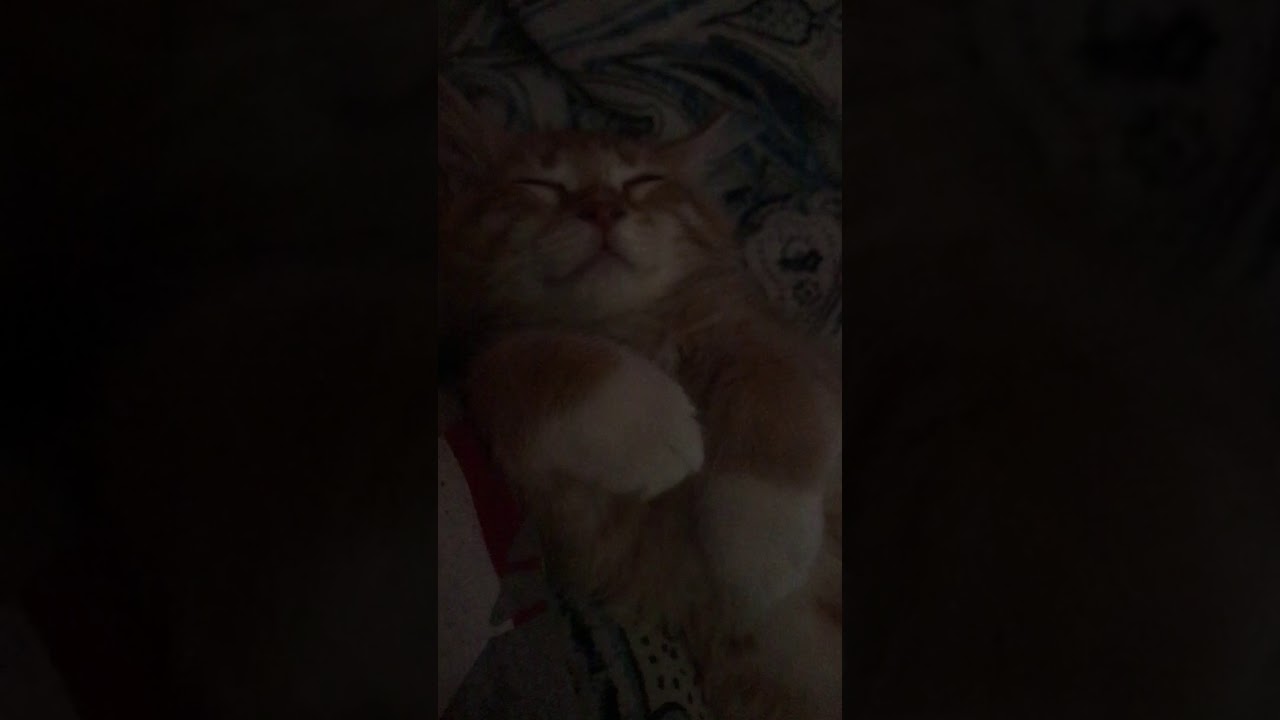 sleepy kitten purring like a motor