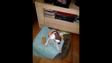 Monty and his Two Mums