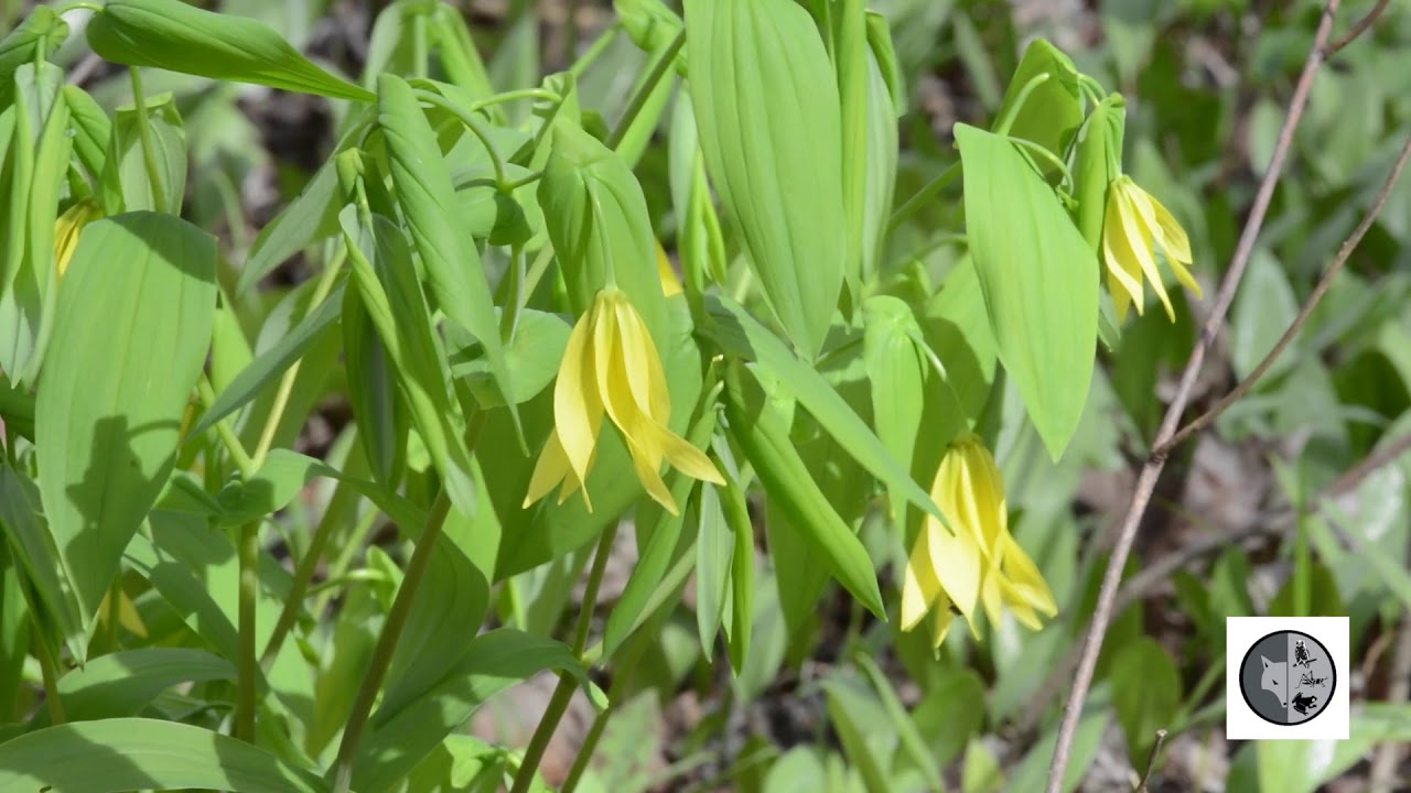 Uvulaire à grandes fleurs/Large-flowered Bellwort (Uvularia grandiflora)