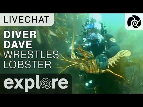 Diver Dave Wrestles a Giant Lobster - Anacapa Underwater Live Chat - 동영상