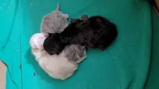 First 24 hours, Kittens A, B & C. by Tomsel Travels 73 views 1 month ago 31 seconds