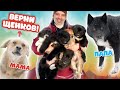 Отец щенков - ВОЛК! Реакция мамы на ЩЕНКА после разлуки.